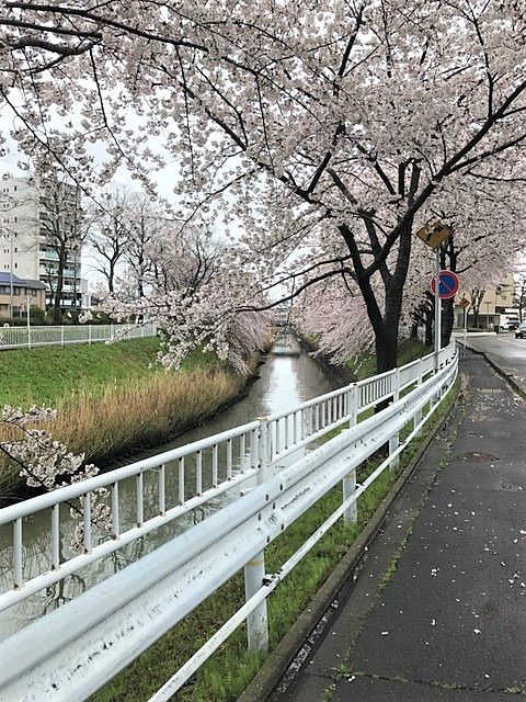 桜♪【東海住宅　名古屋】